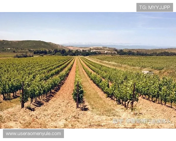 大阳城国际站的品牌建设与市场推广策略分析 大阳城国际站的品牌建设与市场推广策略分析